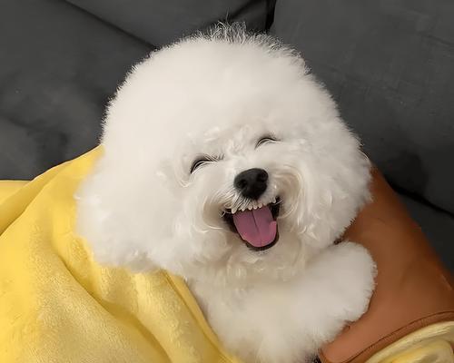 比熊的日常养护指南（以宠物为主，让比熊健康成长） - 新生家伴