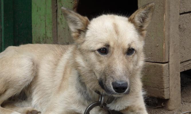 既漂亮又能看家,选一只能做两件事的狗(探讨狗的美观与实用性,让你找到理想的宠物)(图3) 既漂亮又能看家,选一只能做两件事的狗(探讨狗的美观与实用性,让你找到理想的宠物)(图3)