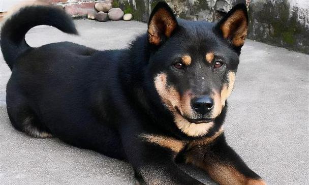 既漂亮又能看家,选一只能做两件事的狗(探讨狗的美观与实用性,让你找到理想的宠物)(图1) 既漂亮又能看家,选一只能做两件事的狗(探讨狗的美观与实用性,让你找到理想的宠物)(图1)