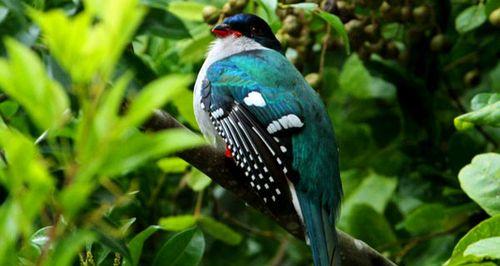 斑尾凤凰的饲养方法(打造舒适的生活环境,健康饮食与细致护理)(图2) 斑尾凤凰的饲养方法(打造舒适的生活环境,健康饮食与细致护理)(图2)