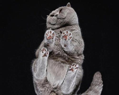 斑尾凤凰的饲养方法(打造舒适的生活环境,健康饮食与细致护理)(图1) 斑尾凤凰的饲养方法(打造舒适的生活环境,健康饮食与细致护理)(图1)