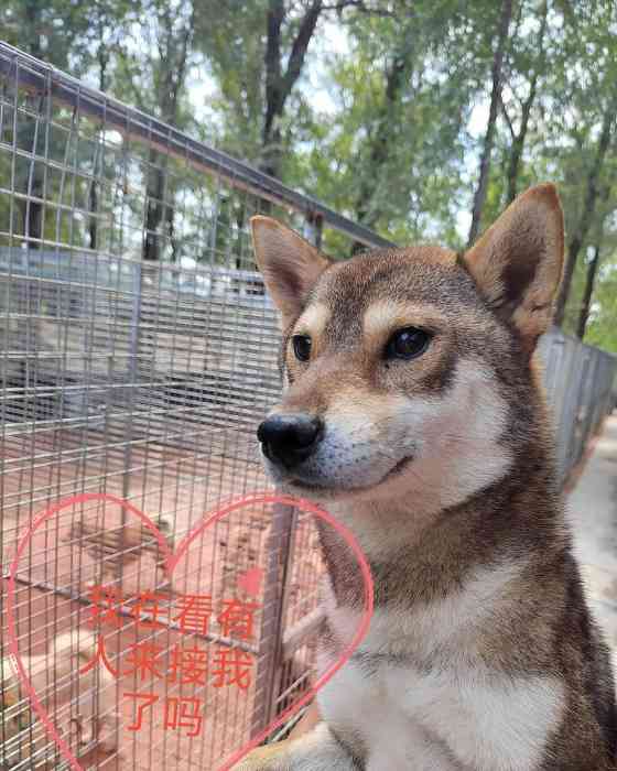 狗狗需要多久的太阳光照射才好？（晒太阳对狗狗的好处及注意事项）(图2)