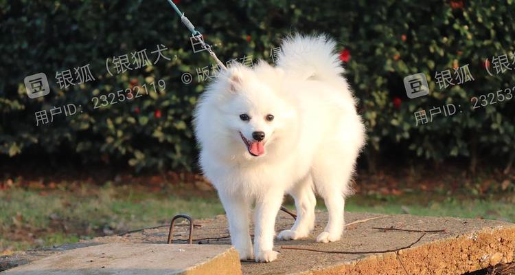 狗狗需要多久的太阳光照射才好？（晒太阳对狗狗的好处及注意事项）(图1)