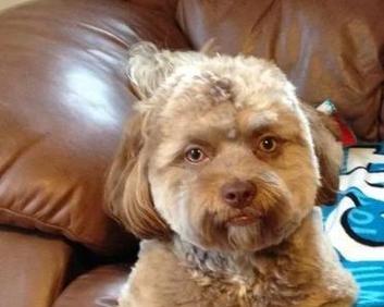 揭秘小狗嘴巴的神奇之处（小狗的嘴巴竟然像这个东西！）(图2)