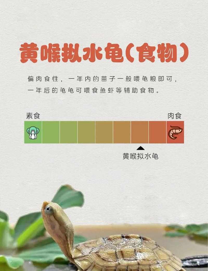 黄腿象龟的饲养方法（让你的黄腿象龟健康成长）(图2)