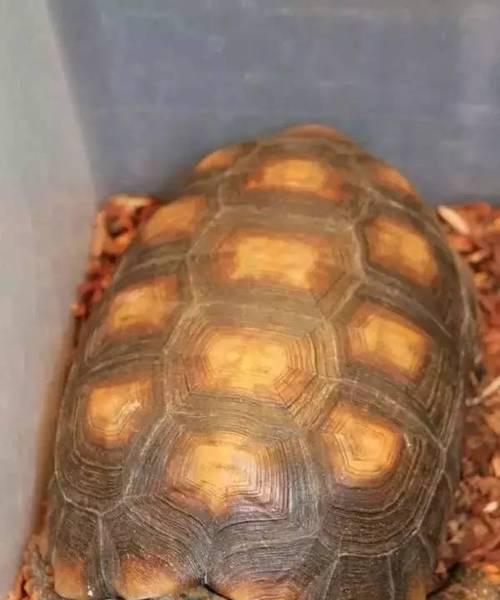 黄腿象龟的饲养方法（让你的黄腿象龟健康成长） - 新生家伴