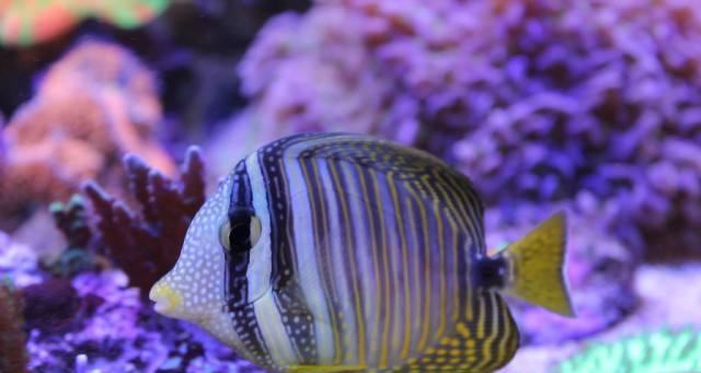 珍珠帆吊的养护之道(宠物珍珠帆吊的饲养与细节)(图2) 珍珠帆吊的养护之道(宠物珍珠帆吊的饲养与细节)(图2)