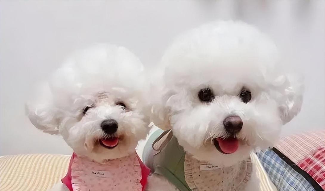 比熊犬的特征揭秘(了解比熊犬的外观、性格和护理需求)(图2) 比熊犬的特征揭秘(了解比熊犬的外观、性格和护理需求)(图2)