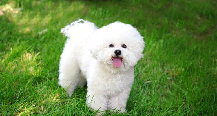 比熊犬的特征揭秘(了解比熊犬的外观、性格和护理需求)(图3) 比熊犬的特征揭秘(了解比熊犬的外观、性格和护理需求)(图3)