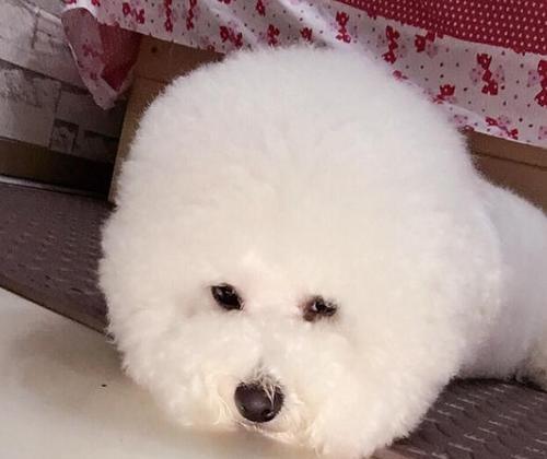 比熊犬的特征揭秘（了解比熊犬的外观、性格和护理需求） - 新生家伴