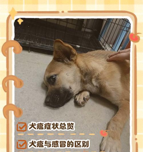 狂犬病发病的狗的症状及预防措施(了解狂犬病,保护你的宠物)(图1) 狂犬病发病的狗的症状及预防措施(了解狂犬病,保护你的宠物)(图1)