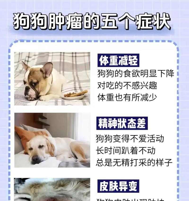 狂犬病发病的狗的症状及预防措施(了解狂犬病,保护你的宠物)(图2) 狂犬病发病的狗的症状及预防措施(了解狂犬病,保护你的宠物)(图2)