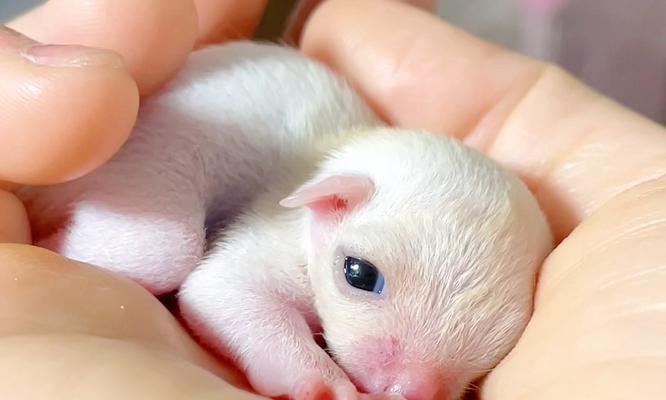 小巧可爱的迷你犬种（发掘体积小却充满活力的狗狗品种）(图2)