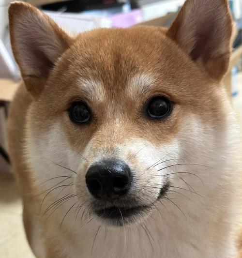 小巧可爱的迷你犬种（发掘体积小却充满活力的狗狗品种）(图3)