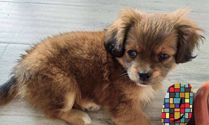 小巧可爱的迷你犬种（发掘体积小却充满活力