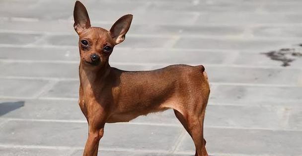 狗狗世界的多样品种（探索宠物狗的不同品种和特点）(图3)