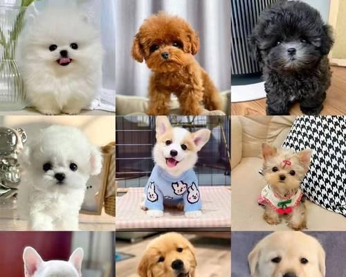 狗狗世界的多样品种（探索宠物狗的不同品种和特点）(图2)