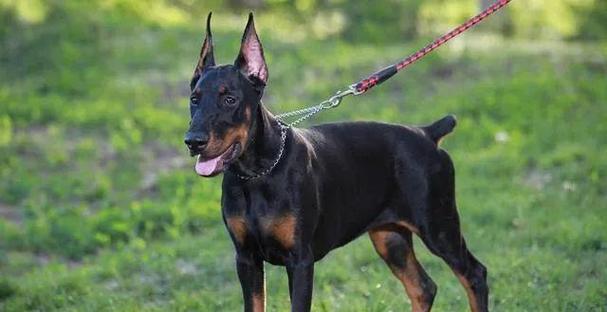 狗狗世界的多样品种（探索宠物狗的不同品种和特点）(图1)