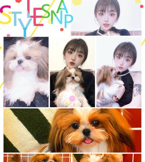 探秘中国各地的狗品种丰富多样(从北国到南疆,打造宠物界的“九州犬”)(图2) 探秘中国各地的狗品种丰富多样(从北国到南疆,打造宠物界的“九州犬”)(图2)