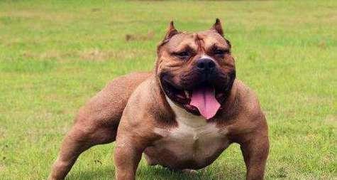 探秘中国各地的狗品种丰富多样(从北国到南疆,打造宠物界的“九州犬”)(图3) 探秘中国各地的狗品种丰富多样(从北国到南疆,打造宠物界的“九州犬”)(图3)