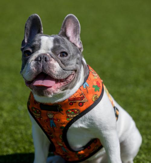 探秘中国各地的狗品种丰富多样（从北国到南