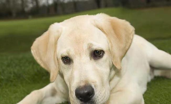 拉布拉多成年配种的时间和注意事项(了解拉布拉多成年配种的时机及相关细节)(图2) 拉布拉多成年配种的时间和注意事项(了解拉布拉多成年配种的时机及相关细节)(图2)