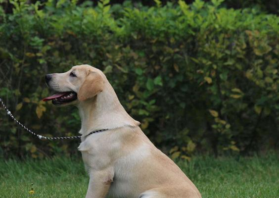 拉布拉多成年配种的时间和注意事项(了解拉布拉多成年配种的时机及相关细节)(图1) 拉布拉多成年配种的时间和注意事项(了解拉布拉多成年配种的时机及相关细节)(图1)