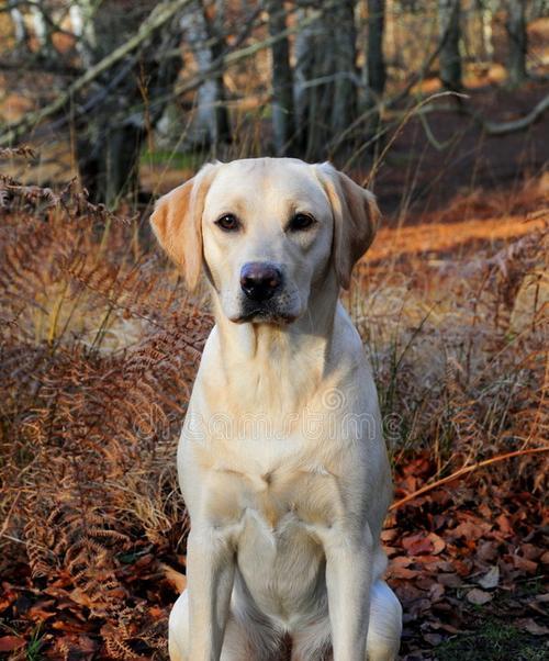 拉布拉多成年配种的时间和注意事项(了解拉布拉多成年配种的时机及相关细节)(图3) 拉布拉多成年配种的时间和注意事项(了解拉布拉多成年配种的时机及相关细节)(图3)