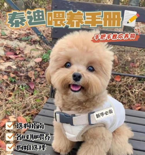 科学饲养泰迪幼犬，让它健康成长！（教你5个科学的方法，让泰迪宝宝快乐成长）(图1)