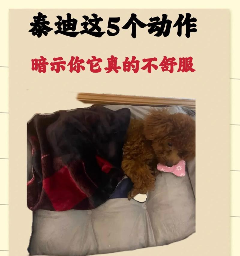 科学饲养泰迪幼犬，让它健康成长！（教你5个科学的方法，让泰迪宝宝快乐成长）(图3)