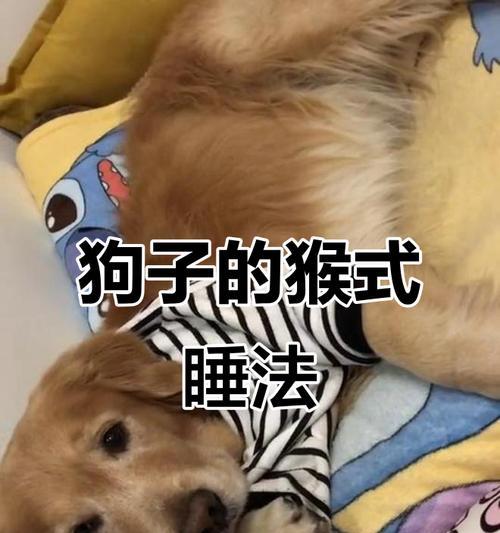 小狗的睡眠需求及其对健康的重要性（探索小狗睡眠模式与健康之间的关系）(图2)