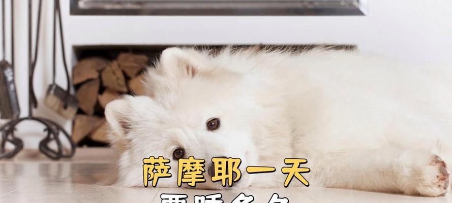 小狗的睡眠需求及其对健康的重要性（探索小狗睡眠模式与健康之间 - 新生家伴