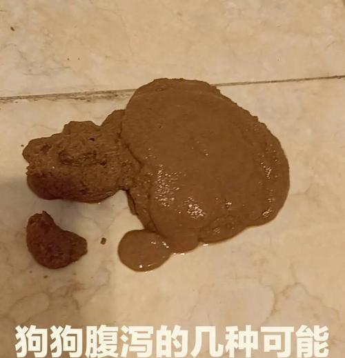 宠物狗狗肠炎的常见症状及治疗方法（了解狗狗肠炎，呵护宠物健康）(图2)