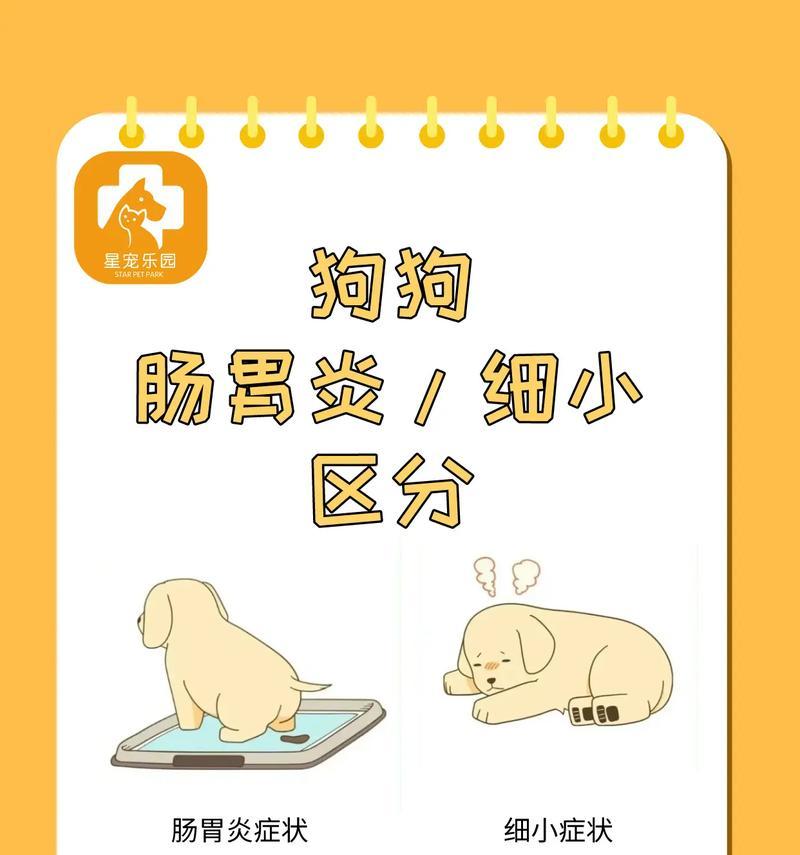 宠物狗狗肠炎的常见症状及治疗方法（了解狗狗肠炎，呵护宠物健康）(图3)