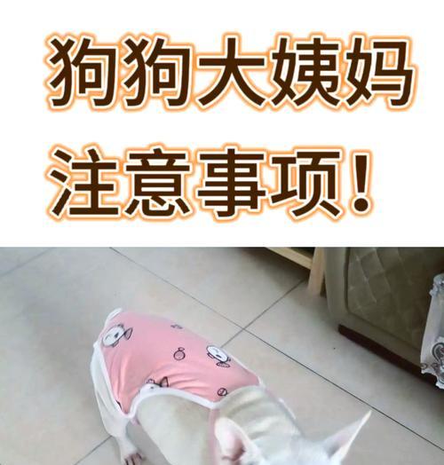 狗的月经周期及注意事项(了解狗的生理周期,关注宠物健康)(图1) 狗的月经周期及注意事项(了解狗的生理周期,关注宠物健康)(图1)