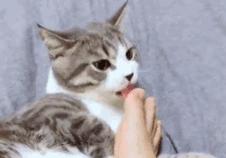 为什么猫喜欢舔衣服？（解析猫咪舔衣服的原因及其影响）(图2)