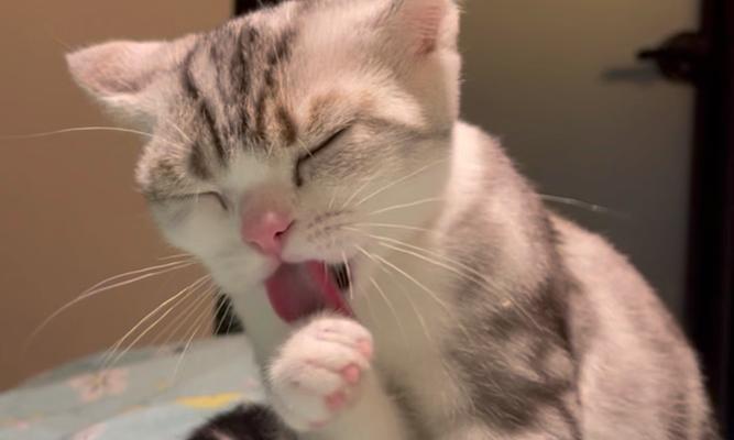 为什么猫喜欢舔衣服？（解析猫咪舔衣服的原因及其影响） - 新生家伴