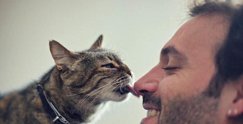 为什么猫喜欢舔衣服？（解析猫咪舔衣服的原因及其影响）(图3)