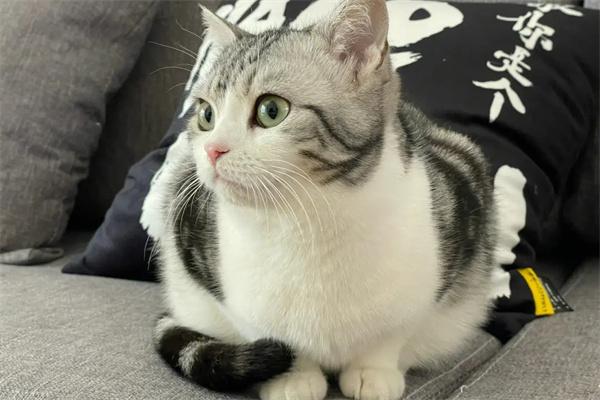 猫咪为什么那么喜欢玩卫生纸? 猫咪为什么那么喜欢玩卫生纸?(图2)