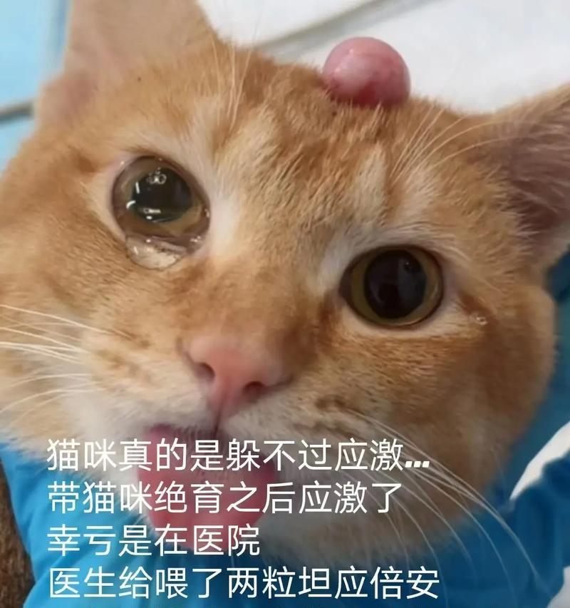 猫绝育后的注意事项（细心呵护，让猫咪更健康）(图3)
