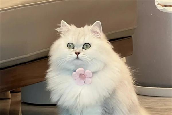 猫咪为什么相互舔舐着突然就打起来了? 猫咪为什么相互舔舐着突然就打起来了?(图2)