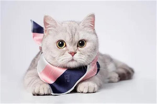 猫咪被抚摸背部时为什么会弓背？(图1)