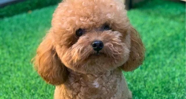 泰迪宠物狗品种大全(泰迪宠物狗的各个品种及其特点)(图3) 泰迪宠物狗品种大全(泰迪宠物狗的各个品种及其特点)(图3)