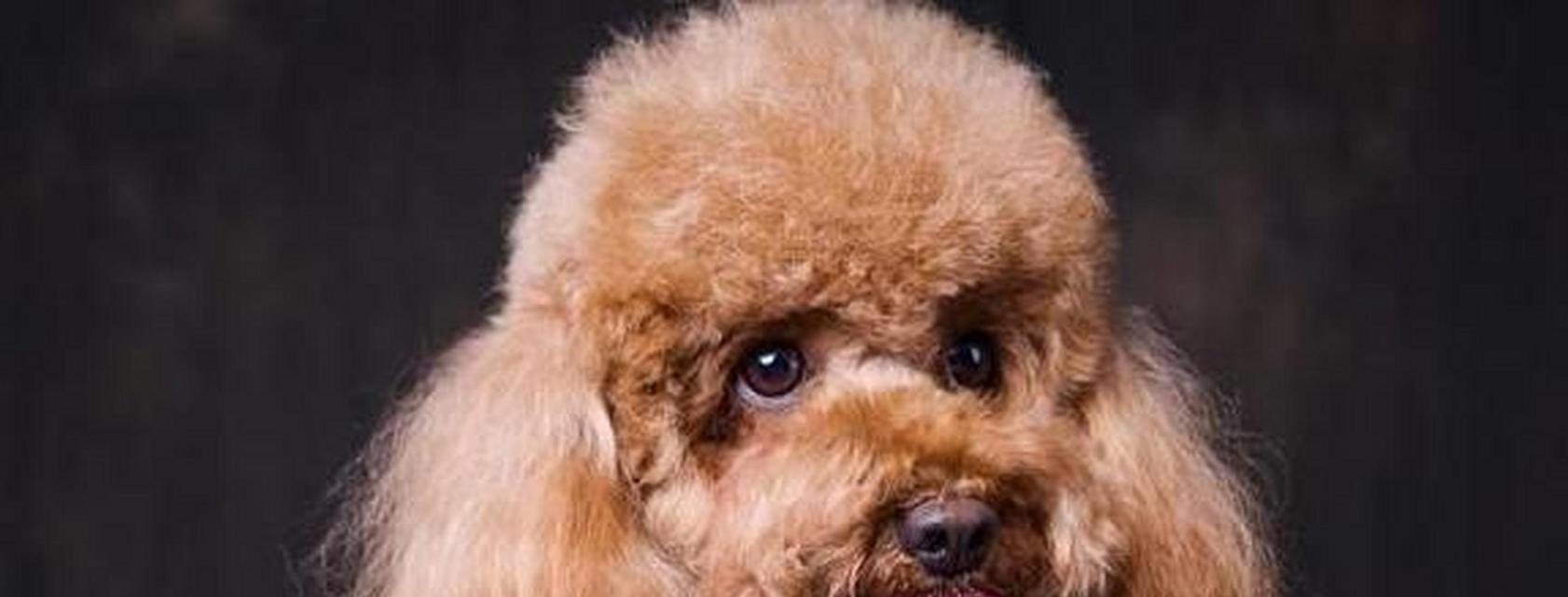 泰迪宠物狗品种大全（泰迪宠物狗的各个品种