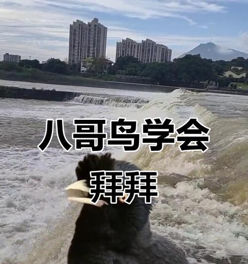 学习小八哥说话的时长及要点(以小八哥学说话,你需要多久才能掌握?)(图3) 学习小八哥说话的时长及要点(以小八哥学说话,你需要多久才能掌握?)(图3)