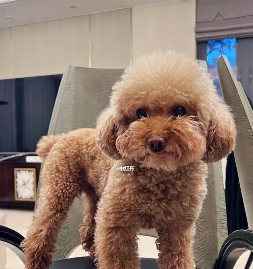 泰迪宠物狗品种大全(泰迪宠物狗的各个品种及其特点)(图2) 泰迪宠物狗品种大全(泰迪宠物狗的各个品种及其特点)(图2)