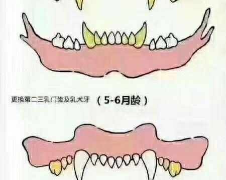 小狗牙掉了多久长出来?如何处理?(图1) 小狗牙掉了多久长出来?如何处理?(图1)