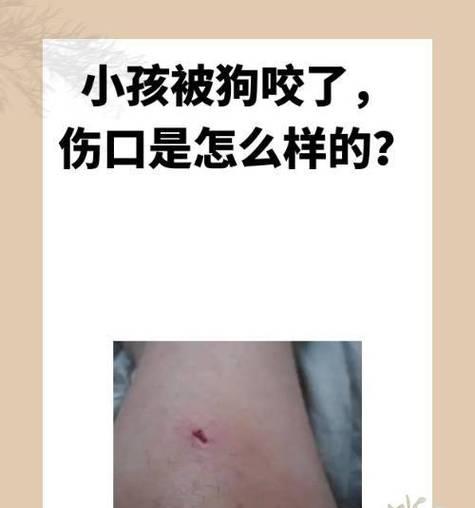 小狗牙掉了多久长出来?如何处理?(图2) 小狗牙掉了多久长出来?如何处理?(图2)