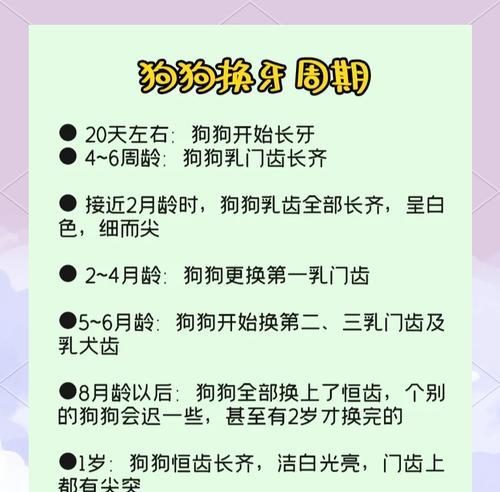 小狗牙掉了多久长出来?如何处理?(图3) 小狗牙掉了多久长出来?如何处理?(图3)