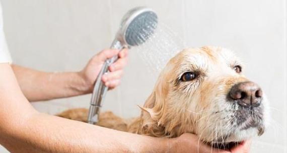 3个月大的狗狗应该多久洗一次澡？（洗澡频率对3个月大的狗狗的健康有何影响？）(图2)